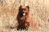 SPITZ ALLEMAND 503